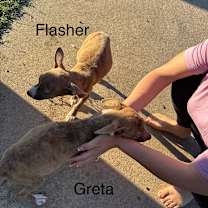 Thumbnail photo of Greta #2