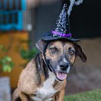 Thumbnail photo of Chimenea #1