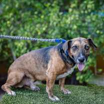 Thumbnail photo of Chimenea #2