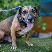 Thumbnail photo of Chimenea #3