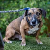 Thumbnail photo of Chimenea #4