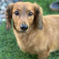 Thumbnail photo of Gracie  -  Bonded With George  -  Las Vegas #4