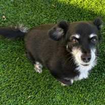 Thumbnail photo of George  -  Bonded With Gracie  - Las Vegas #4