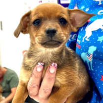 Thumbnail photo of 161515 #3