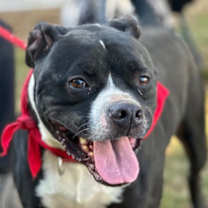 Thumbnail photo of Rocko #1