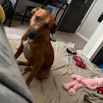 Thumbnail photo of Kong #3