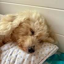 Thumbnail photo of Giggy #3