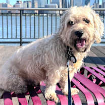 Thumbnail photo of ACE *In NY: Foster or Adopt* #4