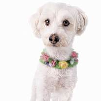 Thumbnail photo of Patsy #1