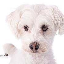 Thumbnail photo of Patsy #2