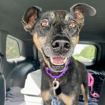 Thumbnail photo of Sweet Pea  #2