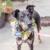 Thumbnail photo of Sweet Pea  #3