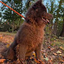 Thumbnail photo of CHLOE #1