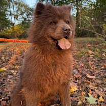 Thumbnail photo of CHLOE #2