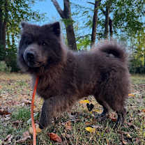 Thumbnail photo of CHLOE #3