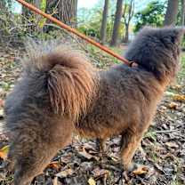 Thumbnail photo of CHLOE #4