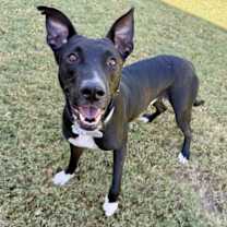adopt-pet