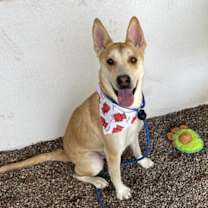 adopt-pet