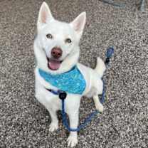 adopt-pet