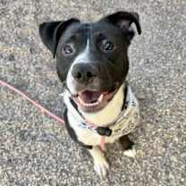 adopt-pet