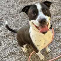 adopt-pet