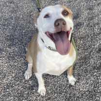 adopt-pet