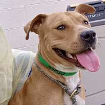 adopt-pet