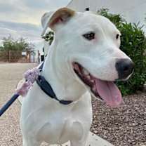 adopt-pet