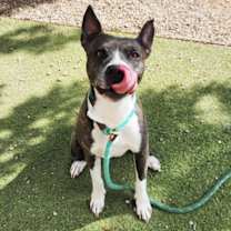 adopt-pet