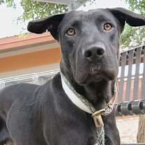 adopt-pet