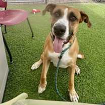 adopt-pet