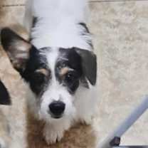 adopt-pet