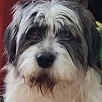 Thumbnail photo of Georgia's Carter (Polly) #1