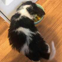 Thumbnail photo of Georgia's Carter (Polly) #4