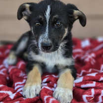 Thumbnail photo of Case #2