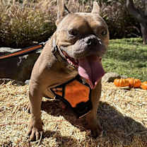 Thumbnail photo of Bo #1