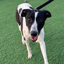 Thumbnail photo of Meg #1