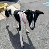 Thumbnail photo of Meg #4