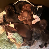 Thumbnail photo of Get for Veterans KOOPA #4