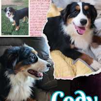 adopt-pet