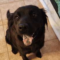 adopt-pet