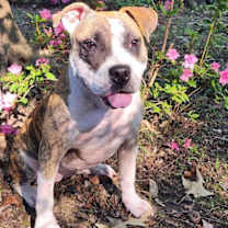 Thumbnail photo of TOFFEE #1