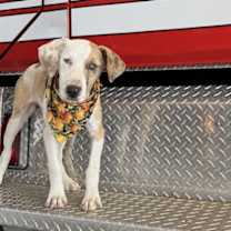 Thumbnail photo of Cookie #2