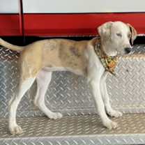 Thumbnail photo of Cookie #3