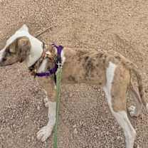 Thumbnail photo of Cookie #4