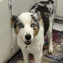 Thumbnail photo of Luna Rose #1