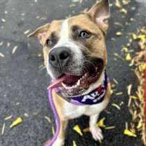 adopt-pet