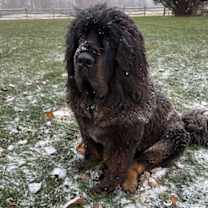 Thumbnail photo of Waylon #1