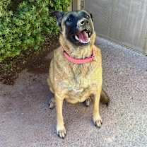 Thumbnail photo of Stella - PAWS #3