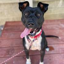 Thumbnail photo of Blizzard #1